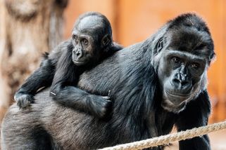 Kam za zvířaty v Česku? Těchto pět zoo vás okouzlí. Nabízejí nádherné prostředí i zážitky na celý den